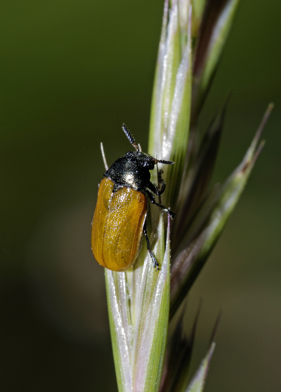 Labidostomis taxicornis ?? No, L. longimana